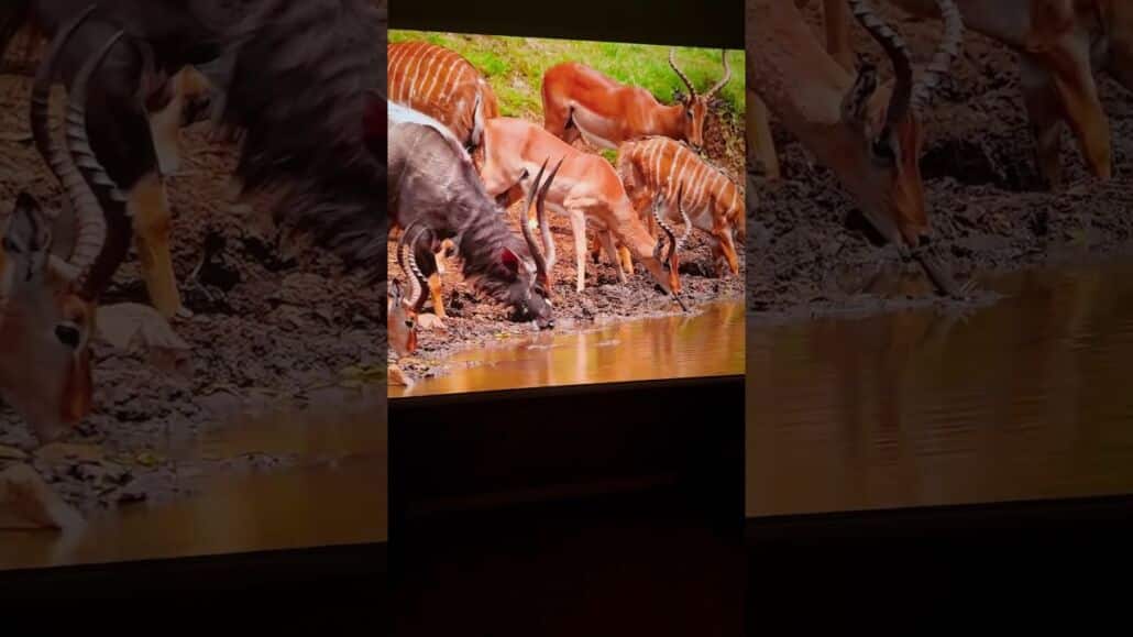 Dangbei MP1 Max – Kompakt. Smart. Ultrahell.💡 3100 ISO Lumen | Google TV | Dolby Vision & HDR10+